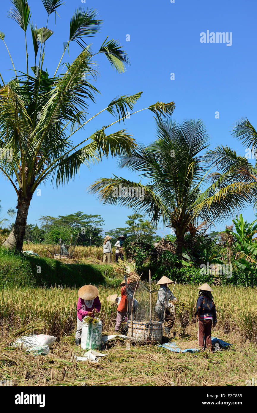 Indonesien, Bali, Ubud, arbeiten in die Reisfelder Stockfoto