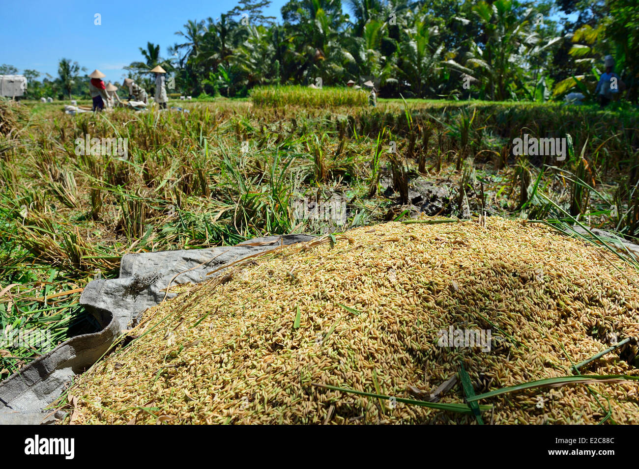 Indonesien, Bali, Ubud, arbeiten in die Reisfelder Stockfoto