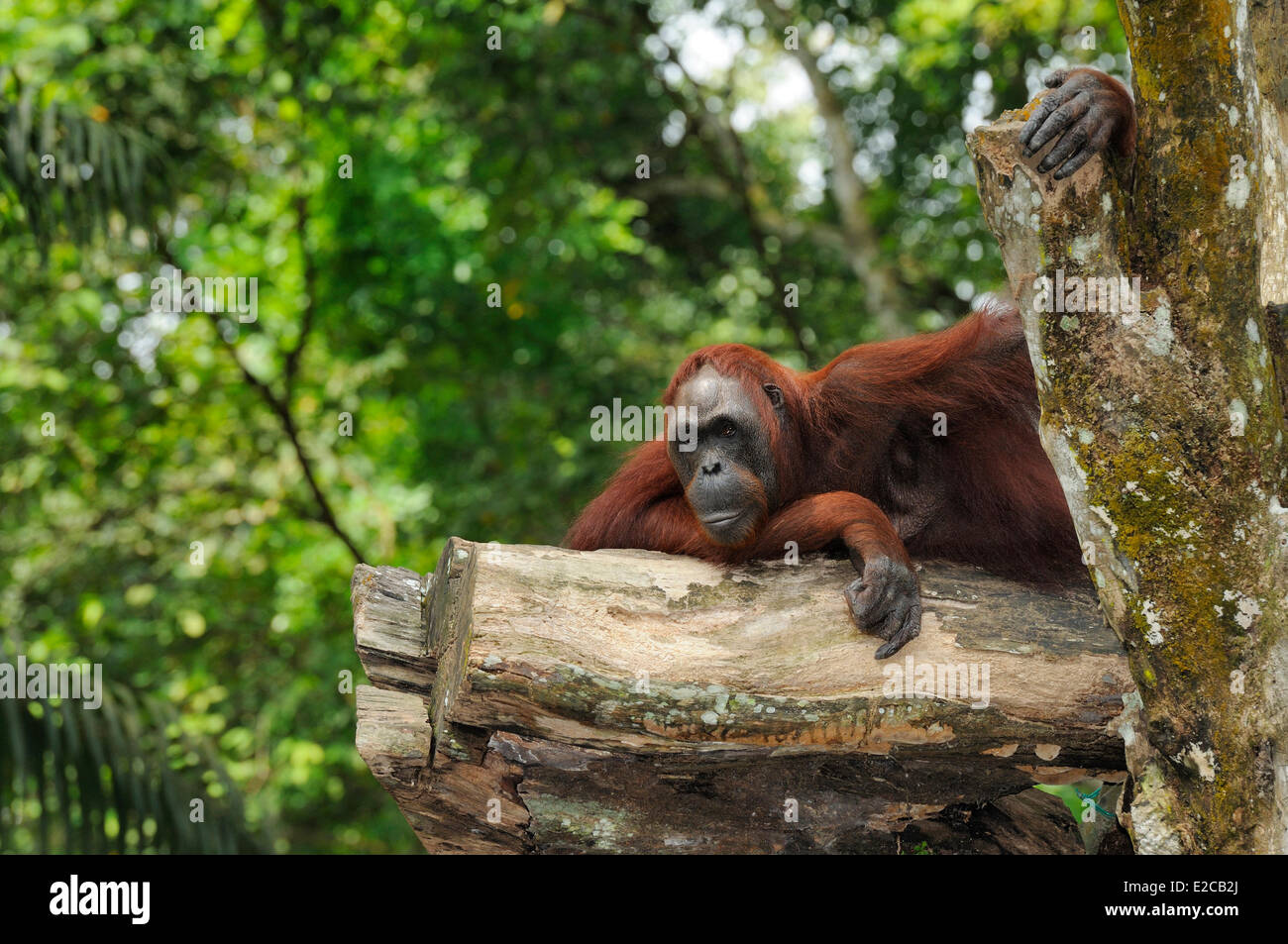 Singapur, Singapur Zoo Bornean Orang-Utan Stockfoto