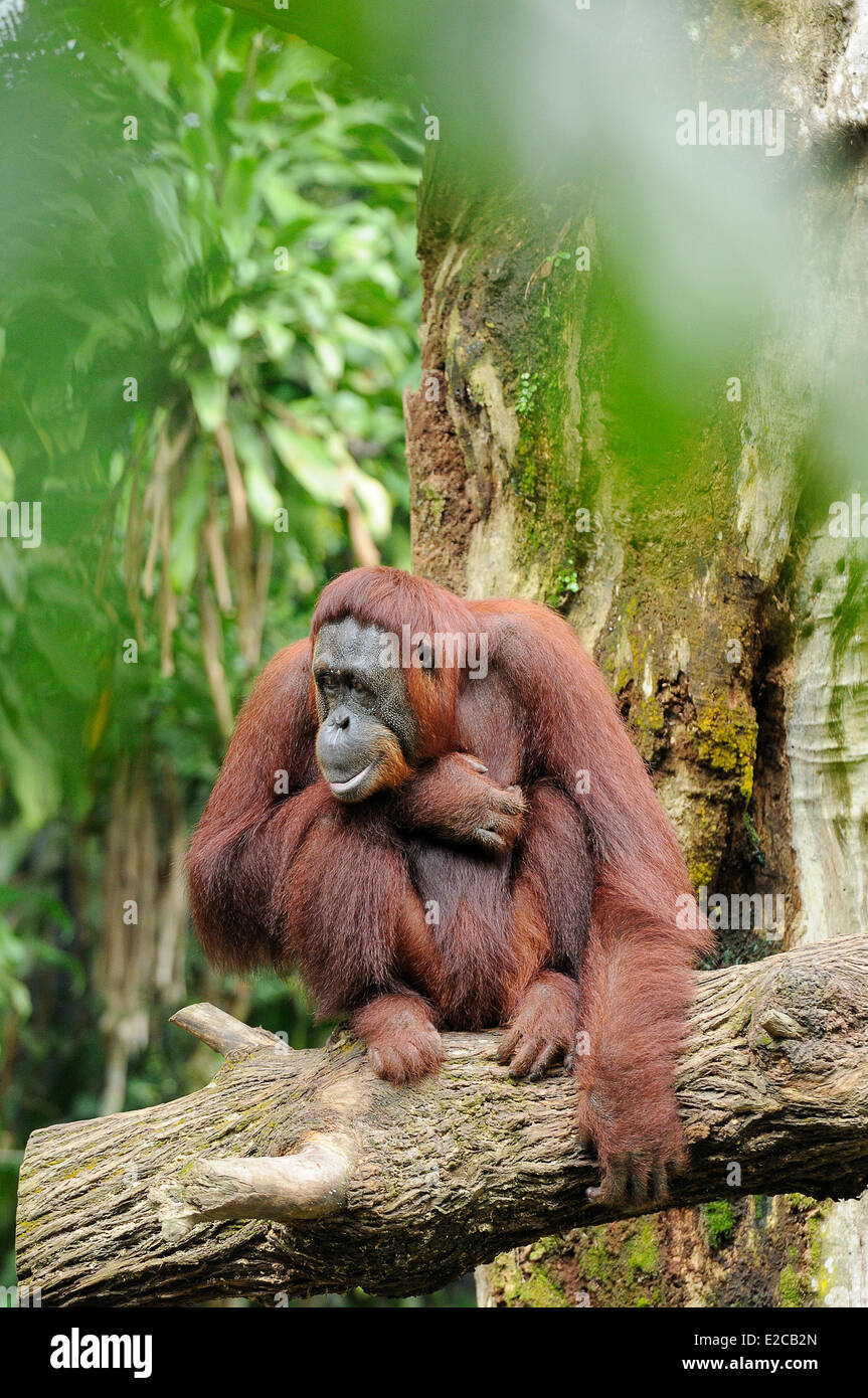Singapur, Singapur Zoo Bornean Orang-Utan Stockfoto