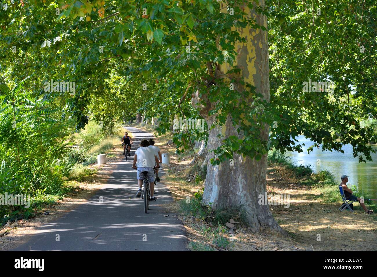 Frankreich, Herault, Cers, Canal du Midi, Weltkulturerbe der UNESCO, Brücke von Caylus, radeln auf einem Radweg im Schatten der Platanen Stockfoto