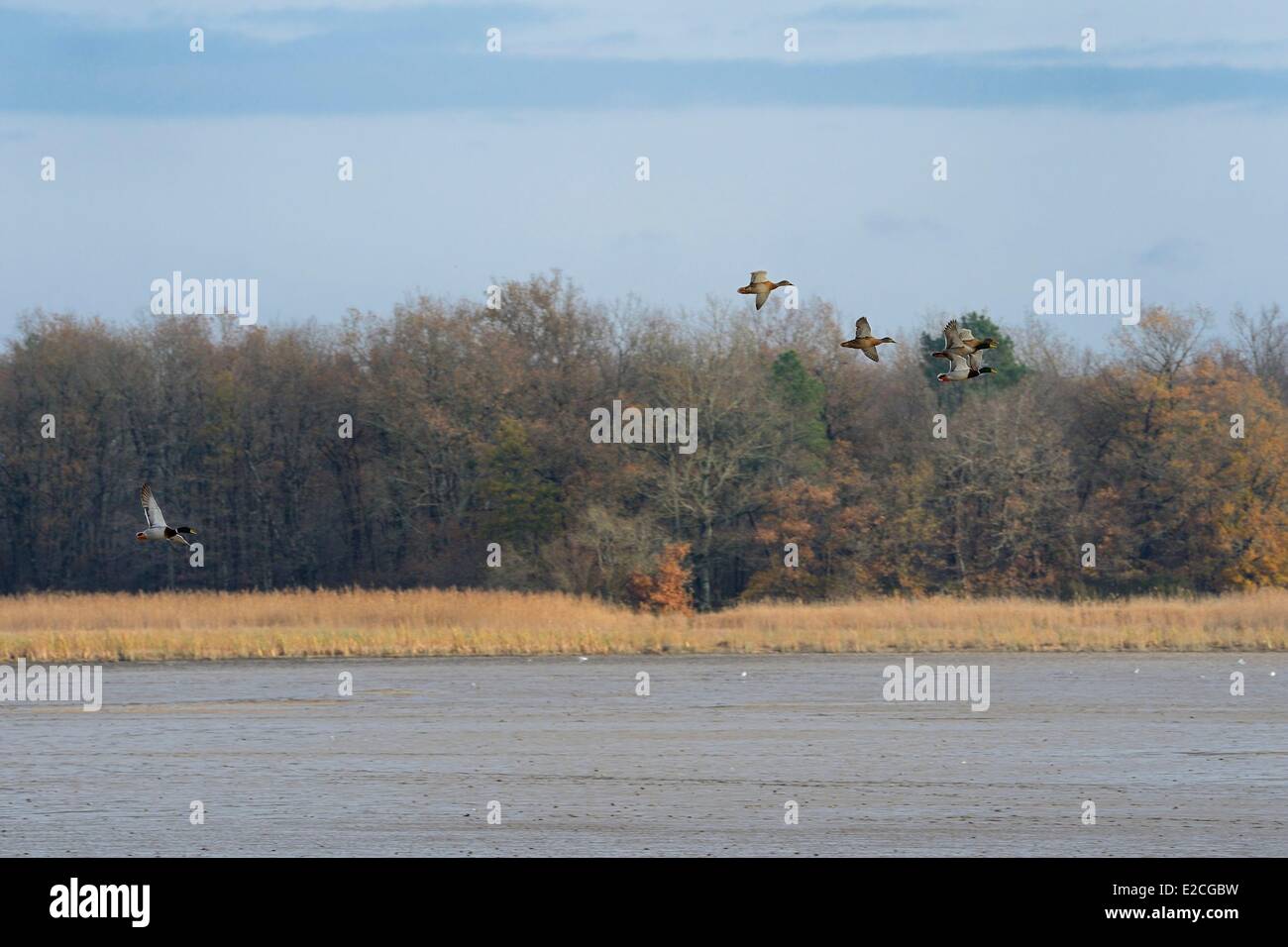 Frankreich, Indre, Beere, natürlichen regionalen Park von La Brenne, Montiacre Teich, Enten im Flug Stockfoto