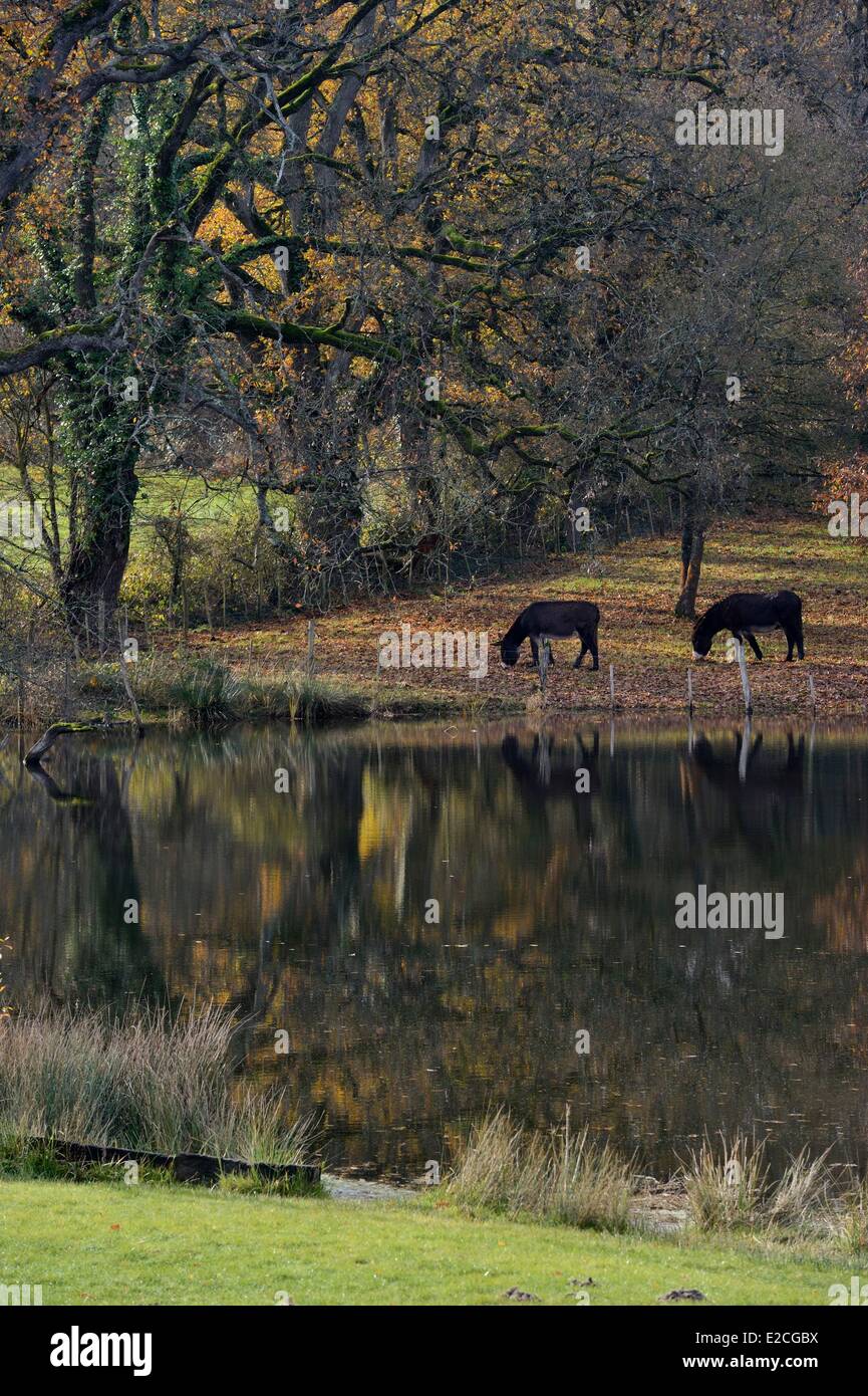 Frankreich, Indre, Beere, natürlichen regionalen Park von La Brenne Rosnay, Esel in der Nähe von einem Teich bei Le Bouchet Stockfoto