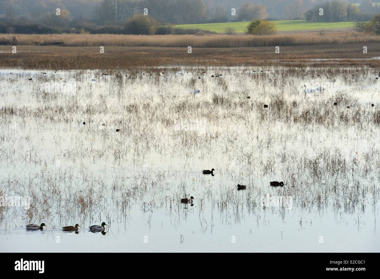 Frankreich, Indre, Beere, natürlichen regionalen Park von La Brenne, Purais Teich, Enten und Schwäne Stockfoto