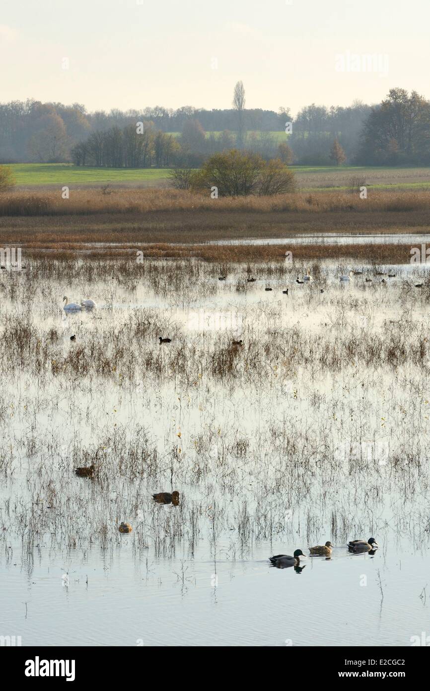 Frankreich, Indre, Beere, natürlichen regionalen Park von La Brenne, Purais Teich, Enten und Schwäne Stockfoto