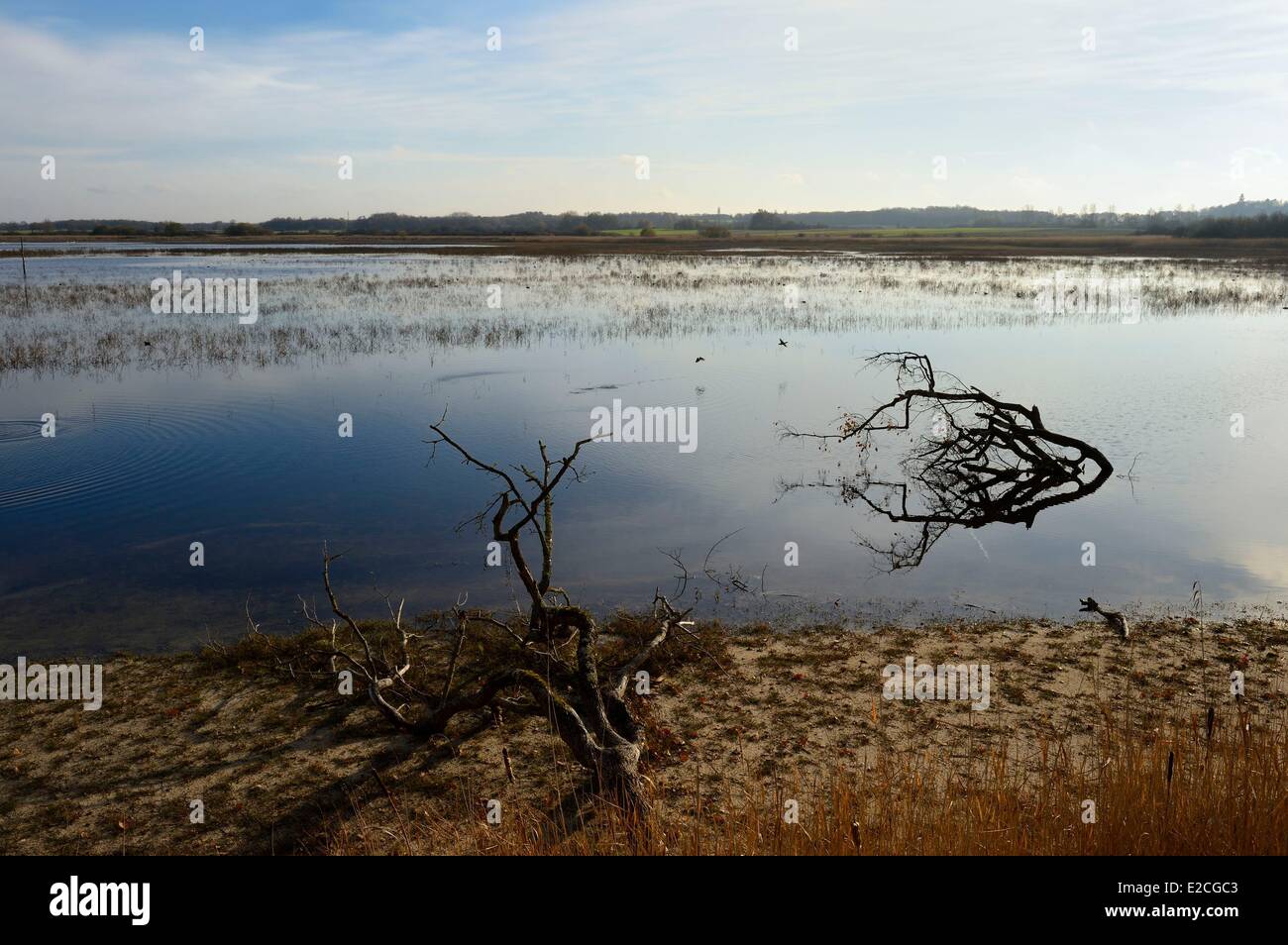 Frankreich, Indre, Beere, natürlichen regionalen Park von La Brenne, Purais Teich Stockfoto