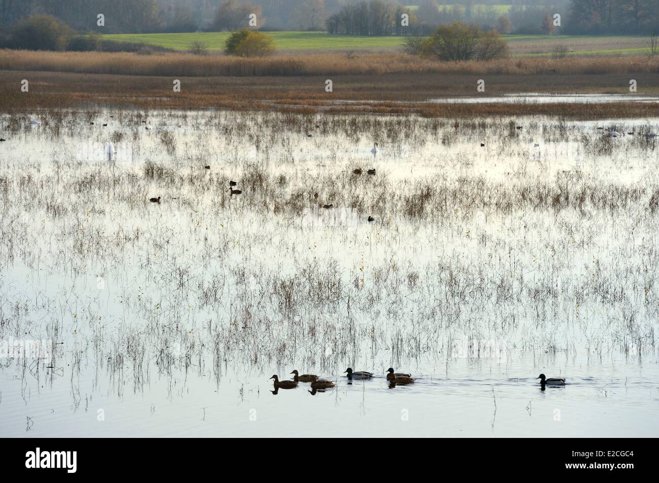 Frankreich, Indre, Beere, natürlichen regionalen Park von La Brenne, Purais Teich, Enten und Schwäne Stockfoto