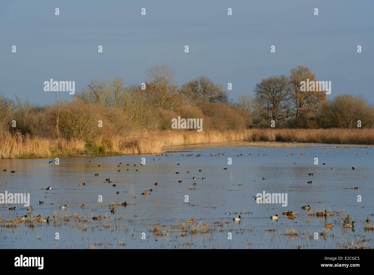 Frankreich, Indre, Beere, natürlichen regionalen Park von La Brenne, La Touche Teich, Enten Stockfoto