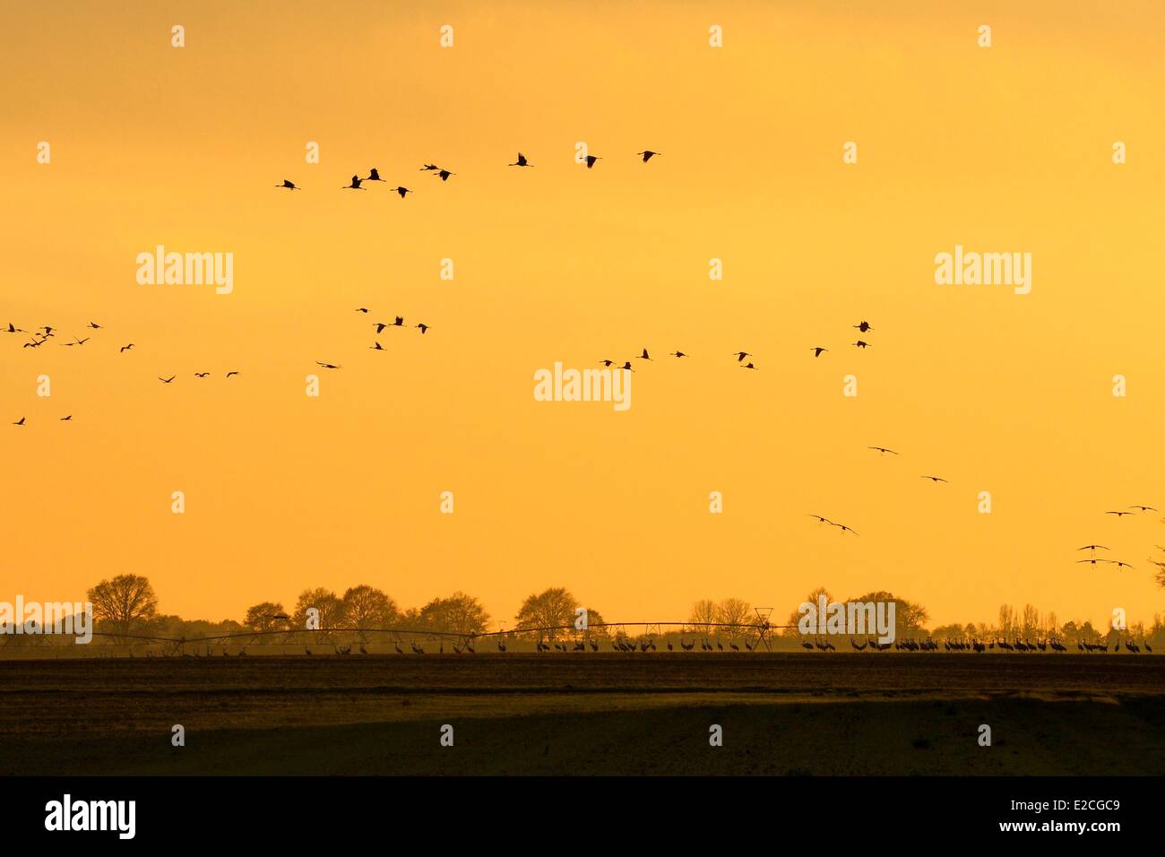 Frankreich, Indre, Beere, Parc Naturel Regional De La Brenne (natürlichen regionalen Park von La Brenne) Rosnay, roten Meer Teich (Etang De La Mer Rouge), Kranich (Grus Grus), Flug bei Sonnenuntergang Stockfoto