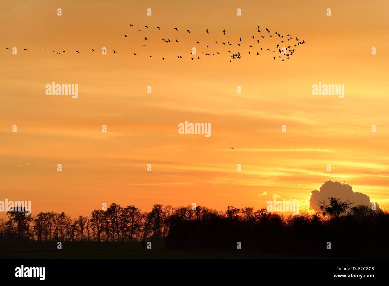 Frankreich, Indre, Beere, Parc Naturel Regional De La Brenne (natürlichen regionalen Park von La Brenne) Rosnay, roten Meer Teich (Etang De La Mer Rouge), Kranich (Grus Grus), Flug bei Sonnenuntergang Stockfoto