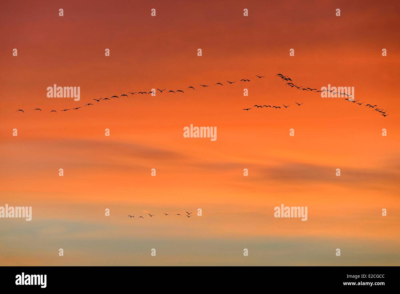 Frankreich, Indre, Beere, Parc Naturel Regional De La Brenne (natürlichen regionalen Park von La Brenne) Rosnay, roten Meer Teich (Etang De La Mer Rouge), Kranich (Grus Grus), Flug bei Sonnenuntergang Stockfoto