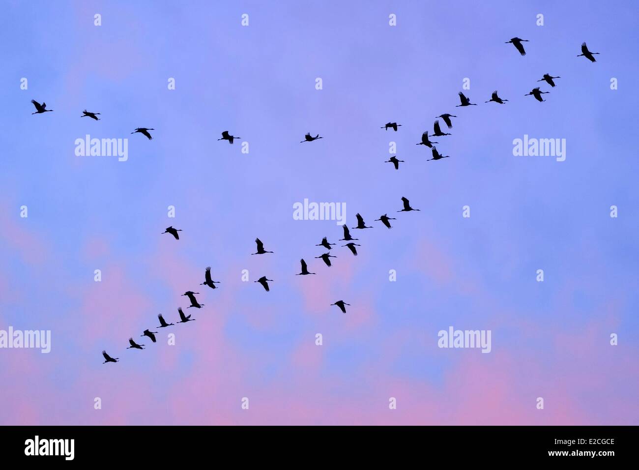 Frankreich, Indre, Beere, Parc Naturel Regional De La Brenne (natürlichen regionalen Park von La Brenne) Rosnay, roten Meer Teich (Etang De La Mer Rouge), Kranich (Grus Grus), Flug bei Sonnenuntergang Stockfoto