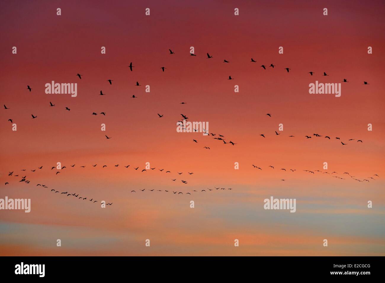 Frankreich, Indre, Beere, Parc Naturel Regional De La Brenne (natürlichen regionalen Park von La Brenne) Rosnay, roten Meer Teich (Etang De La Mer Rouge), Kranich (Grus Grus), Flug bei Sonnenuntergang Stockfoto
