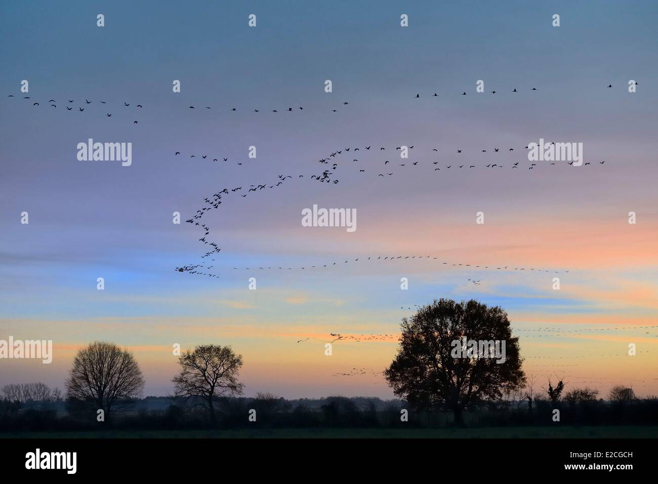 Frankreich, Indre, Beere, Parc Naturel Regional De La Brenne (natürlichen regionalen Park von La Brenne) Rosnay, roten Meer Teich (Etang De La Mer Rouge), Kranich (Grus Grus), Flug bei Sonnenuntergang Stockfoto