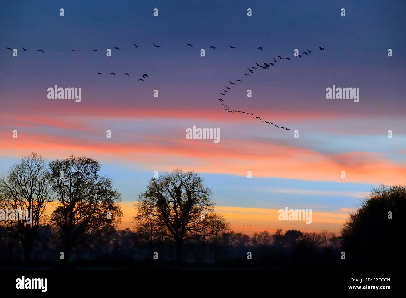 Frankreich, Indre, Beere, Parc Naturel Regional De La Brenne (natürlichen regionalen Park von La Brenne) Rosnay, roten Meer Teich (Etang De La Mer Rouge), Kranich (Grus Grus), Flug bei Sonnenuntergang Stockfoto