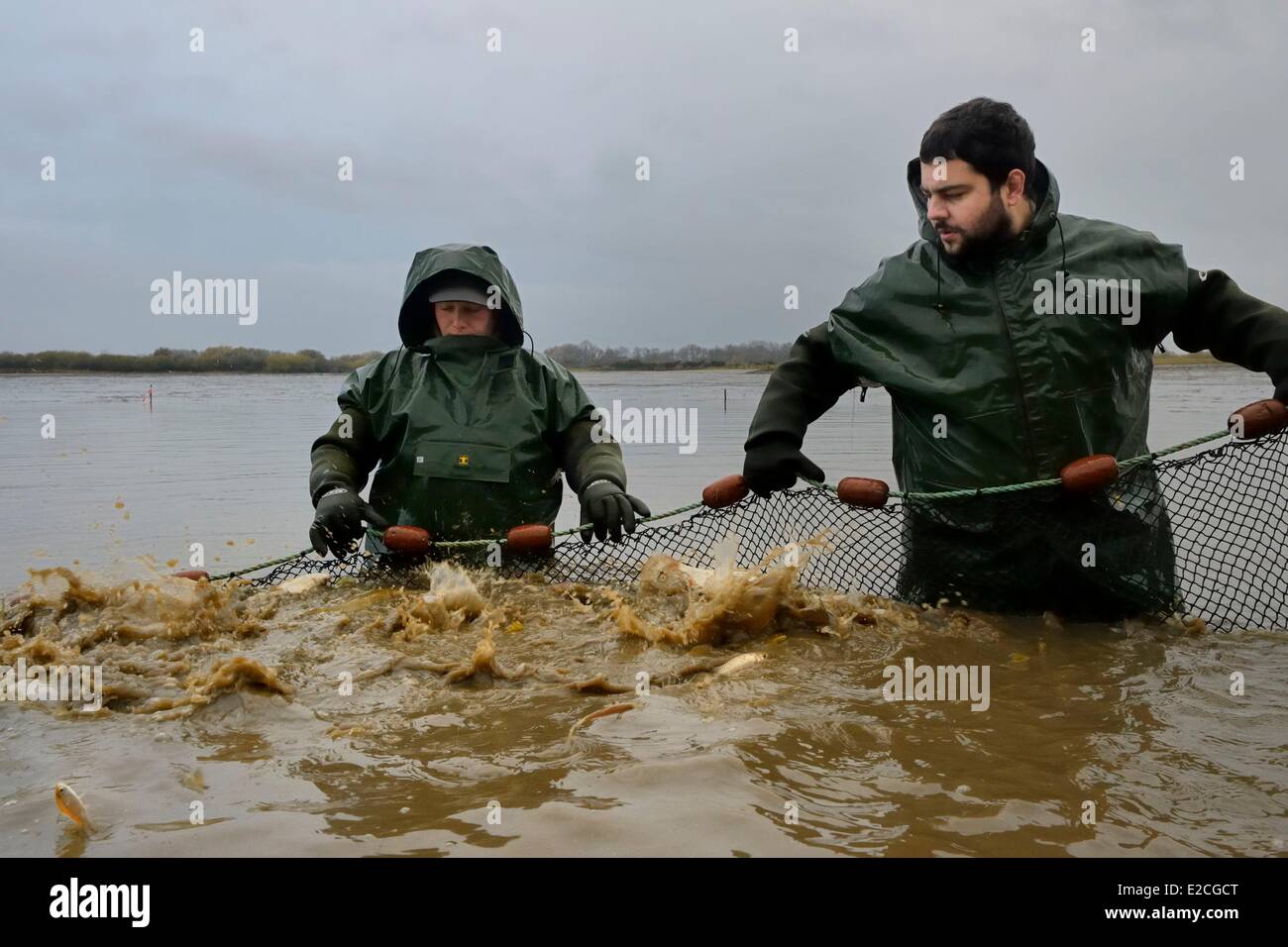 Frankreich, Indre, Beere, Parc Naturel Regional De La Brenne (natürlichen regionalen Park von La Brenne), Foucault Teiche, Entwässerung ein Angelteich und hand Ernte von Fischen in einem Netz, Hecht (Esox Lucius) Stockfoto
