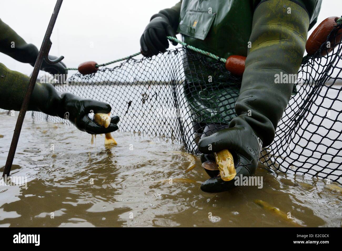 Frankreich, Indre, Beere, Parc Naturel Regional De La Brenne (natürlichen regionalen Park von La Brenne), Foucault Teiche, Entwässerung ein Angelteich und hand Ernte von Fischen in einem Netz, Hecht (Esox Lucius) Stockfoto