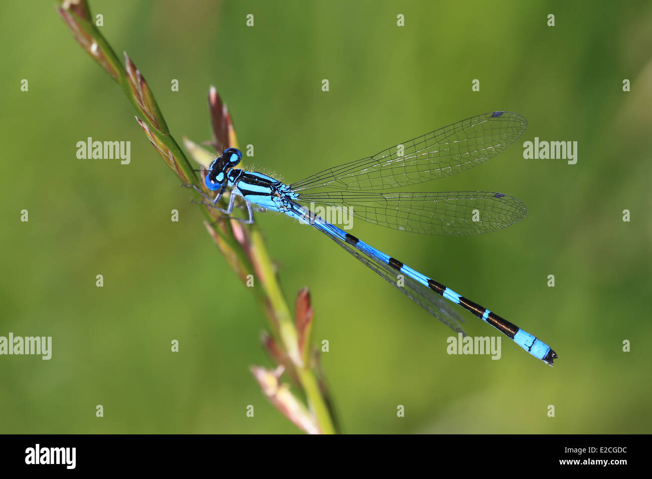 Gemeinsamen Blue Damselfly (Enallagma Cyathigerum), männliche thront auf Rasen, die Halbinsel Lizard, Cornwall, UK. Stockfoto