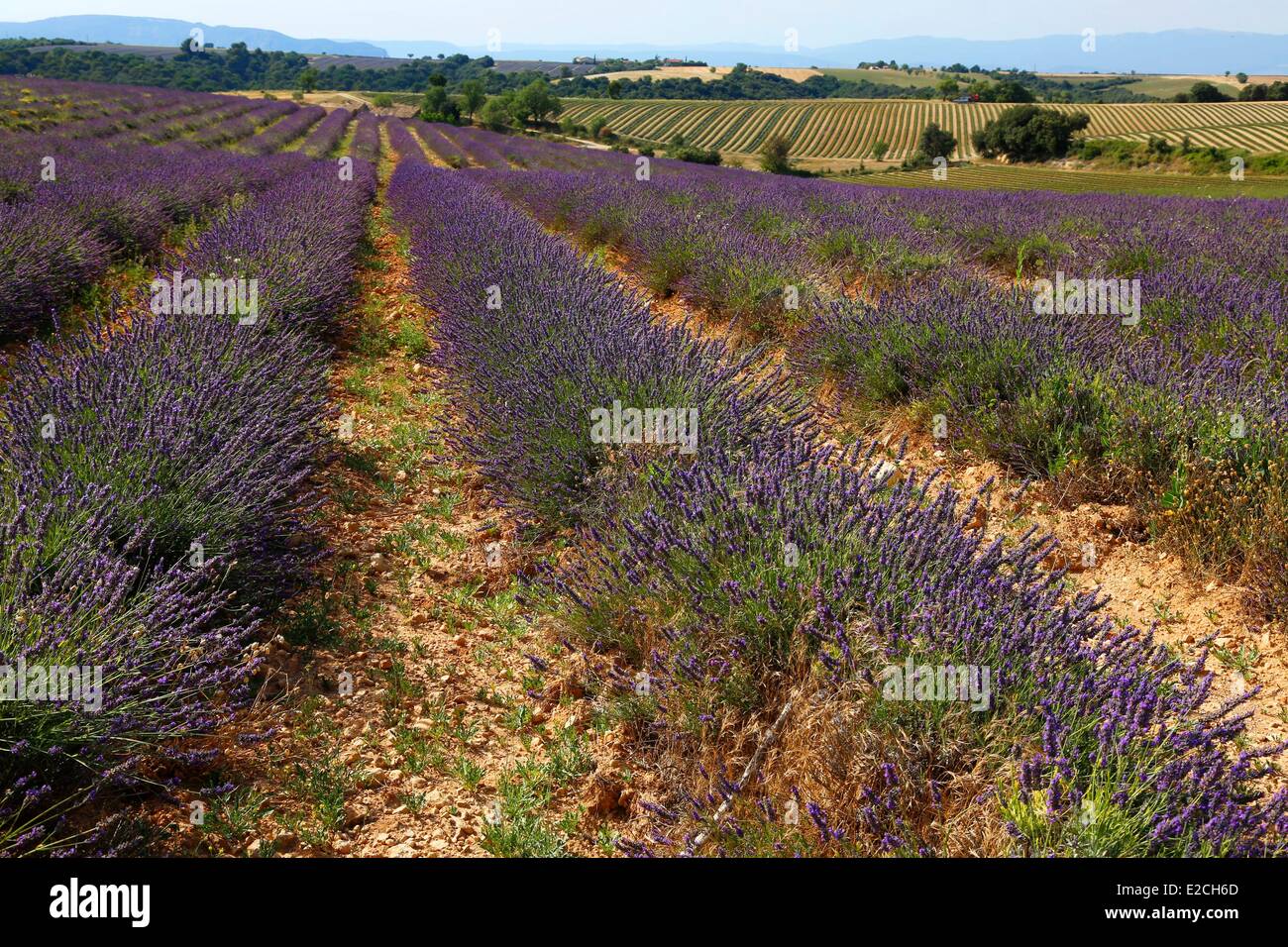 Frankreich, Alpes de Haute Provence, Valensole Lavendel-Felder auf der Hochebene Stockfoto