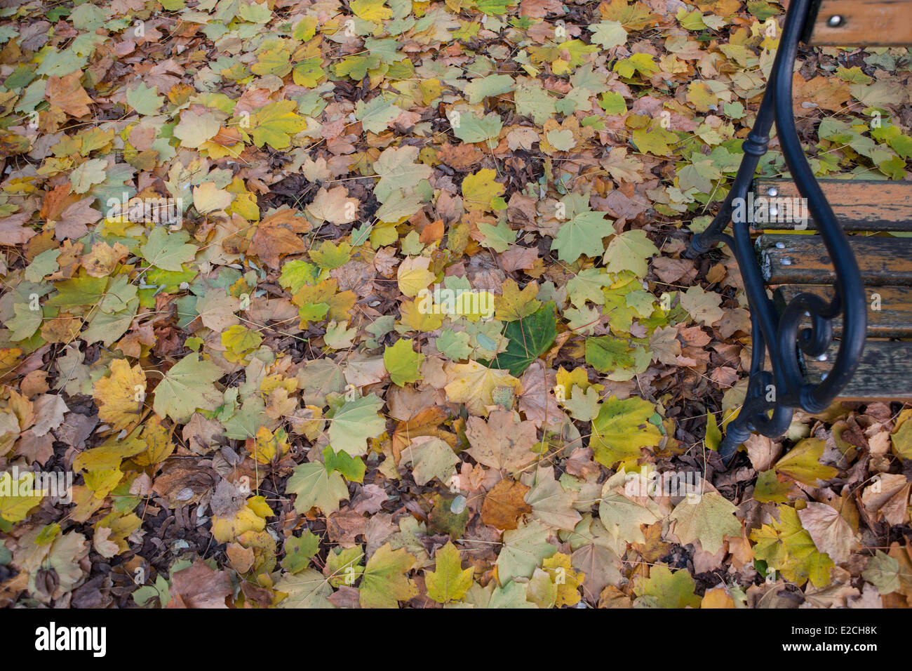 Park lässt Blatt Bank Farben bunt Boden Boden Herbst Herbst Sport Fitness Wellness Menschen Stockfoto