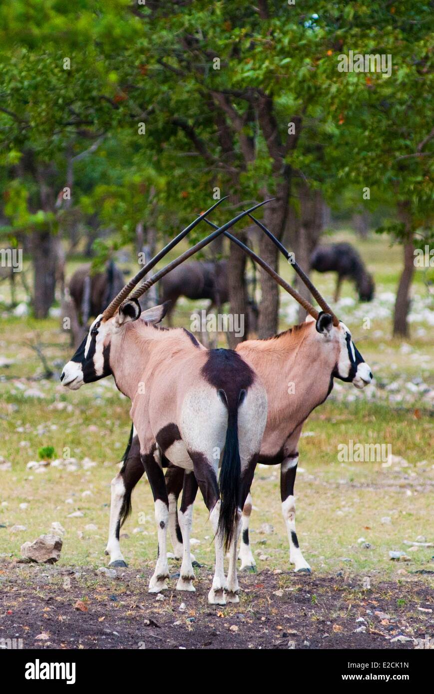 Namibia, Gemsbock oder Oryx (Oryx Gazella) Stockfoto