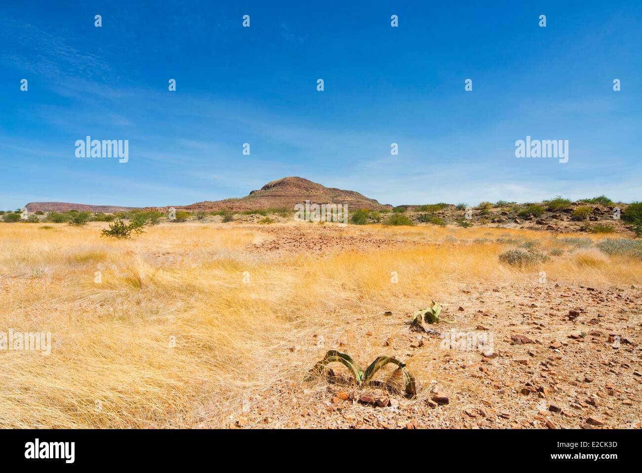 Namibia, Kunene-Region, Damaraland Stockfoto