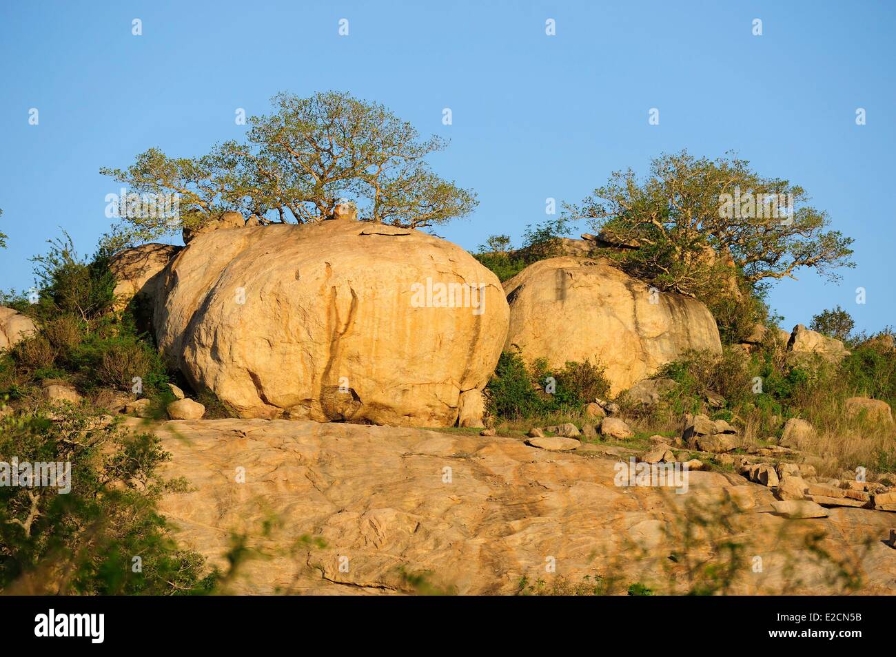 Südafrika Mpumalanga Region Süd-Krüger-Nationalpark Stockfoto