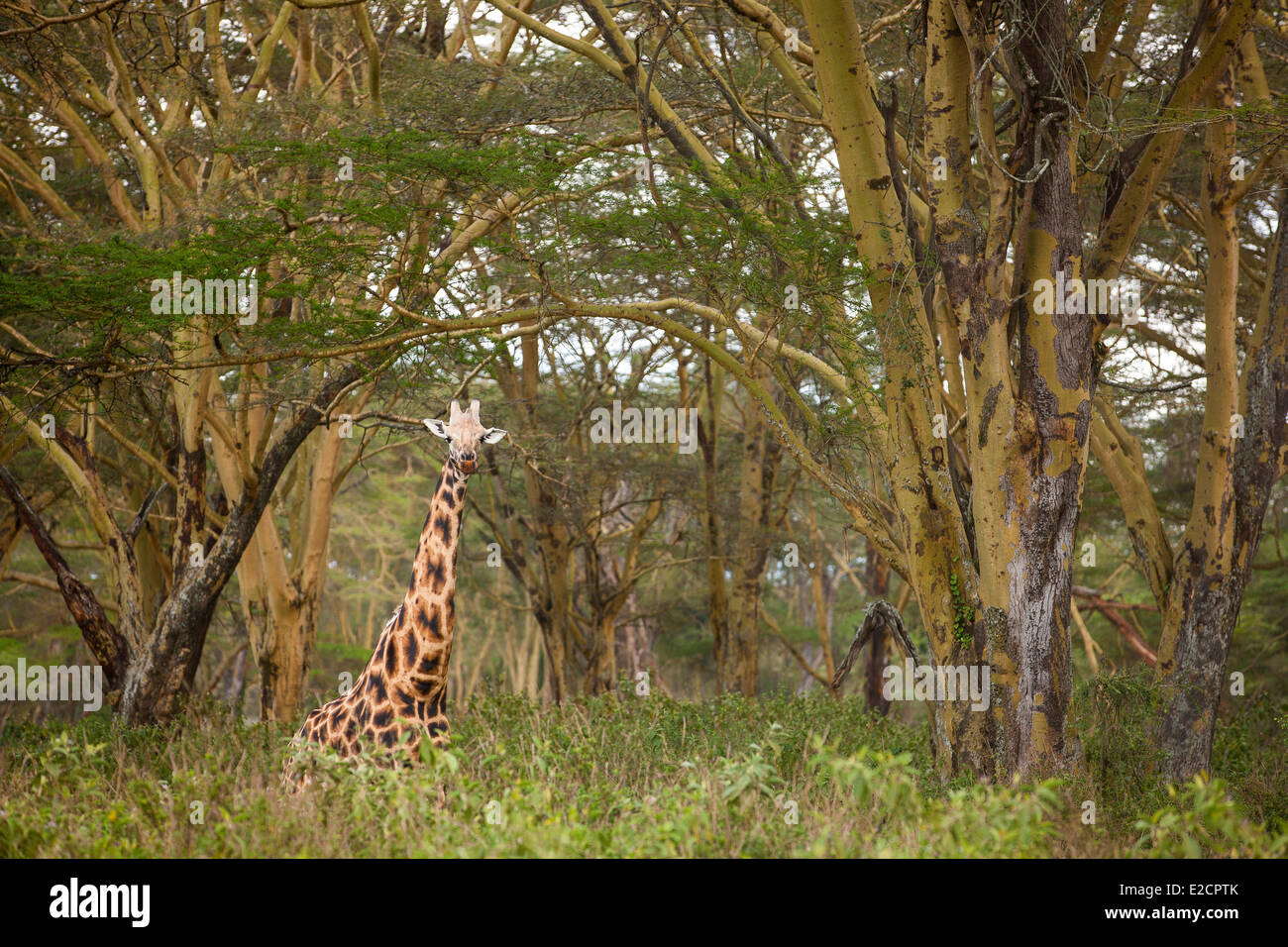 Kenia-Nakuru Nationalpark Baringo Giraffe (Giraffa Cameleopardalis) männlich Stockfoto