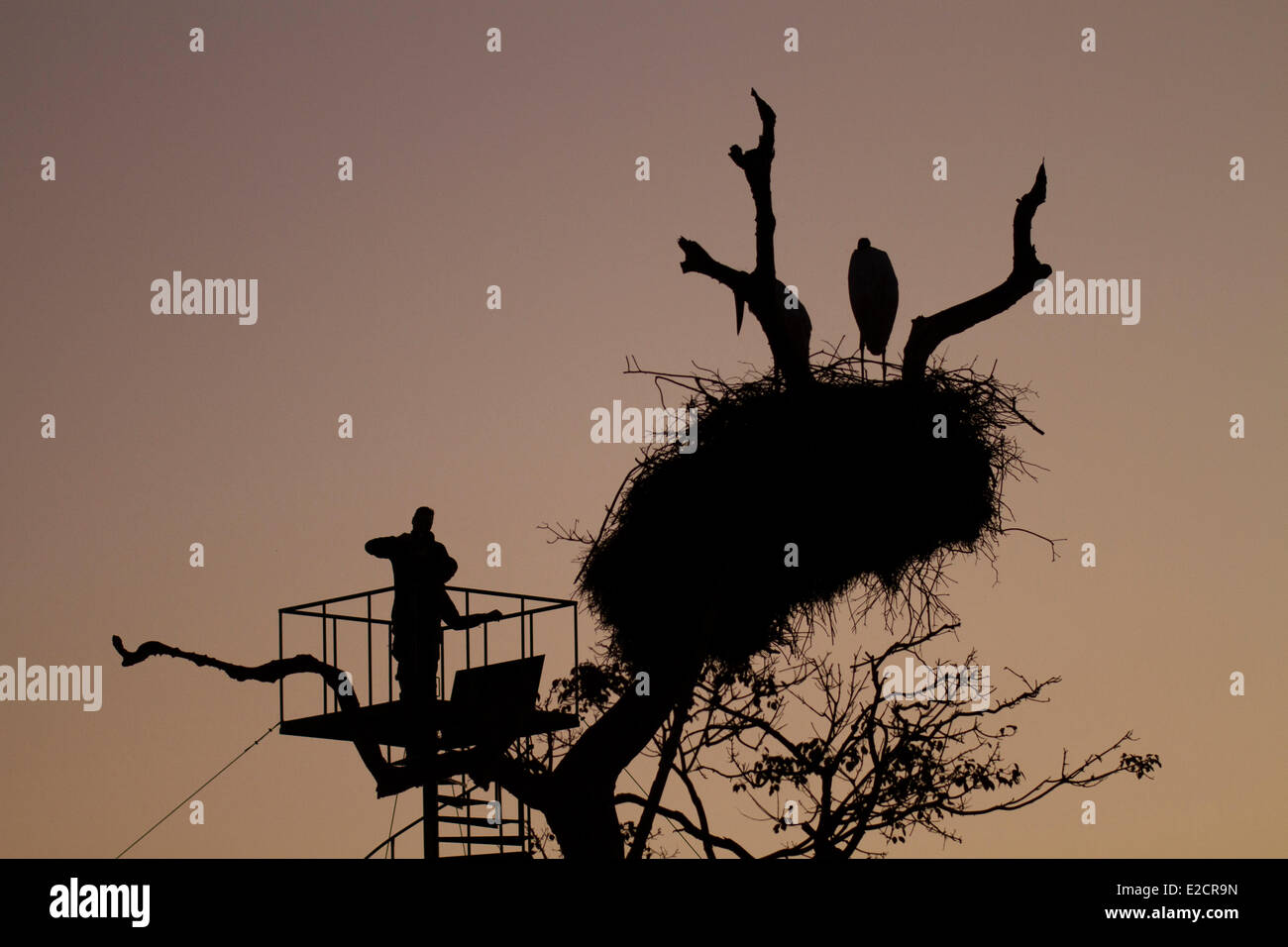 Brasilien Mato Grosso Pantanal Gebiet als Weltkulturerbe der UNESCO Jabiru (Jabiru Mycteria) aufgeführt, bei Sonnenuntergang und in der Nähe eine Plattform Stockfoto