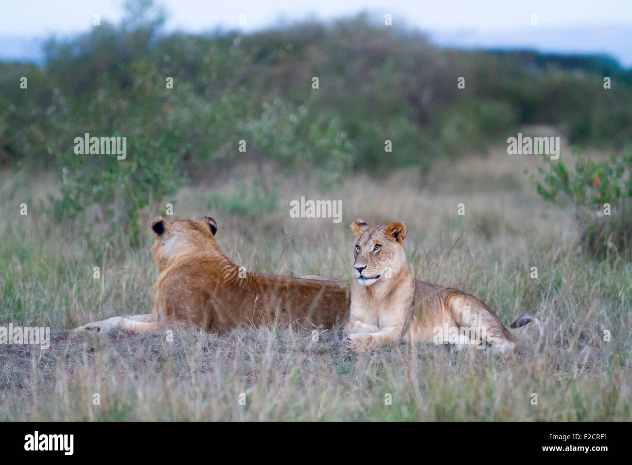 Kenia-Masai Mara Nationalreservat Löwe (Panthera Leo) Jungvögel Stockfoto