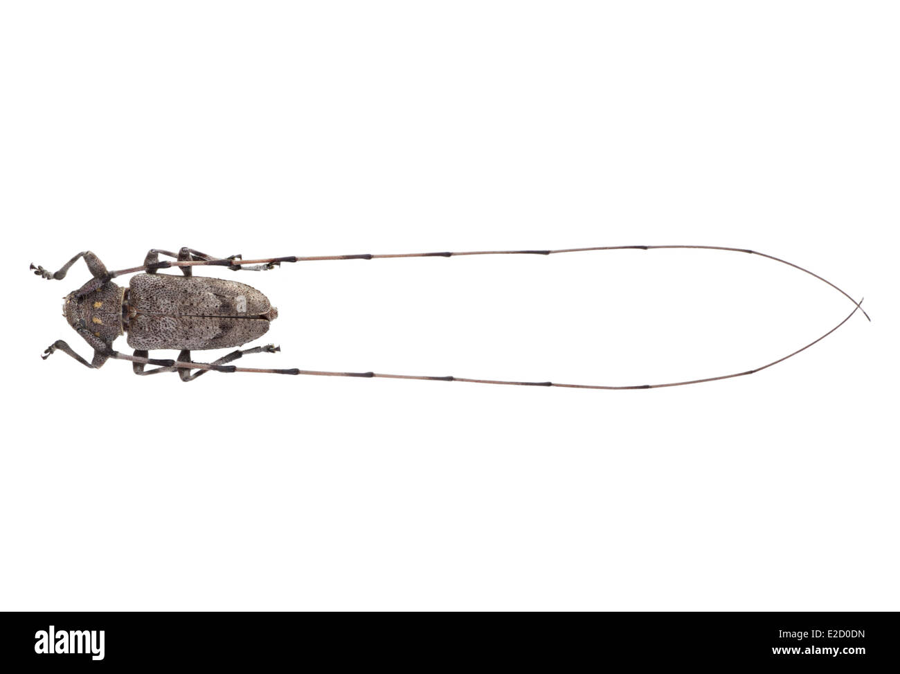 Coleoptera; Cerambycidae; Acanthocinus Aedilis; Timberman Käfer; Männlich; Carl von Linné 1758; L: 65mm; Stockfoto