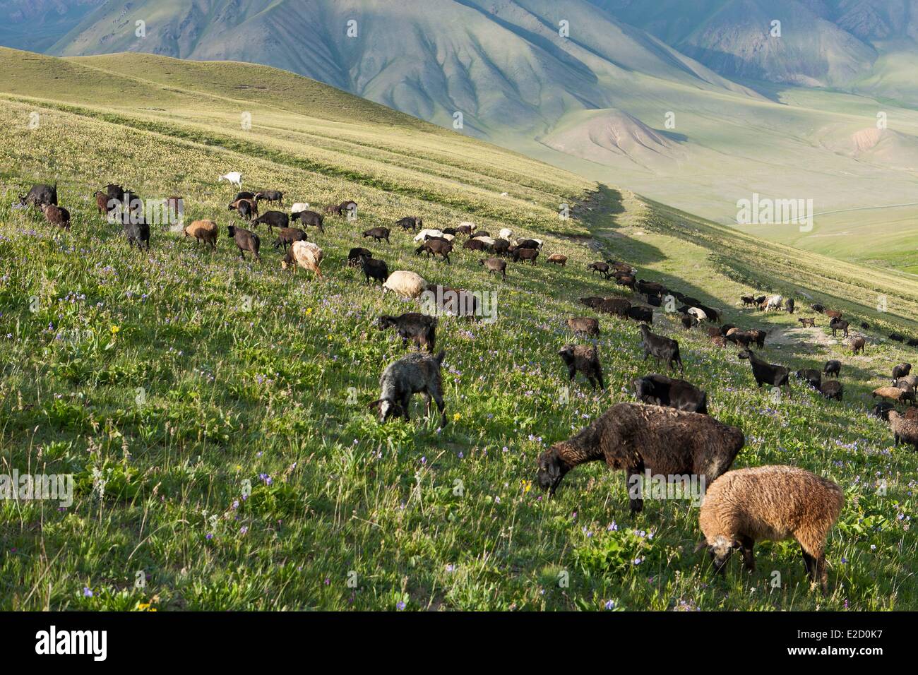 Kirgisistan Naryn Provinz Herde Schafe grasen im T÷l÷k Tal führt zu Song-Kol See staatliche zoologische reserve Stockfoto