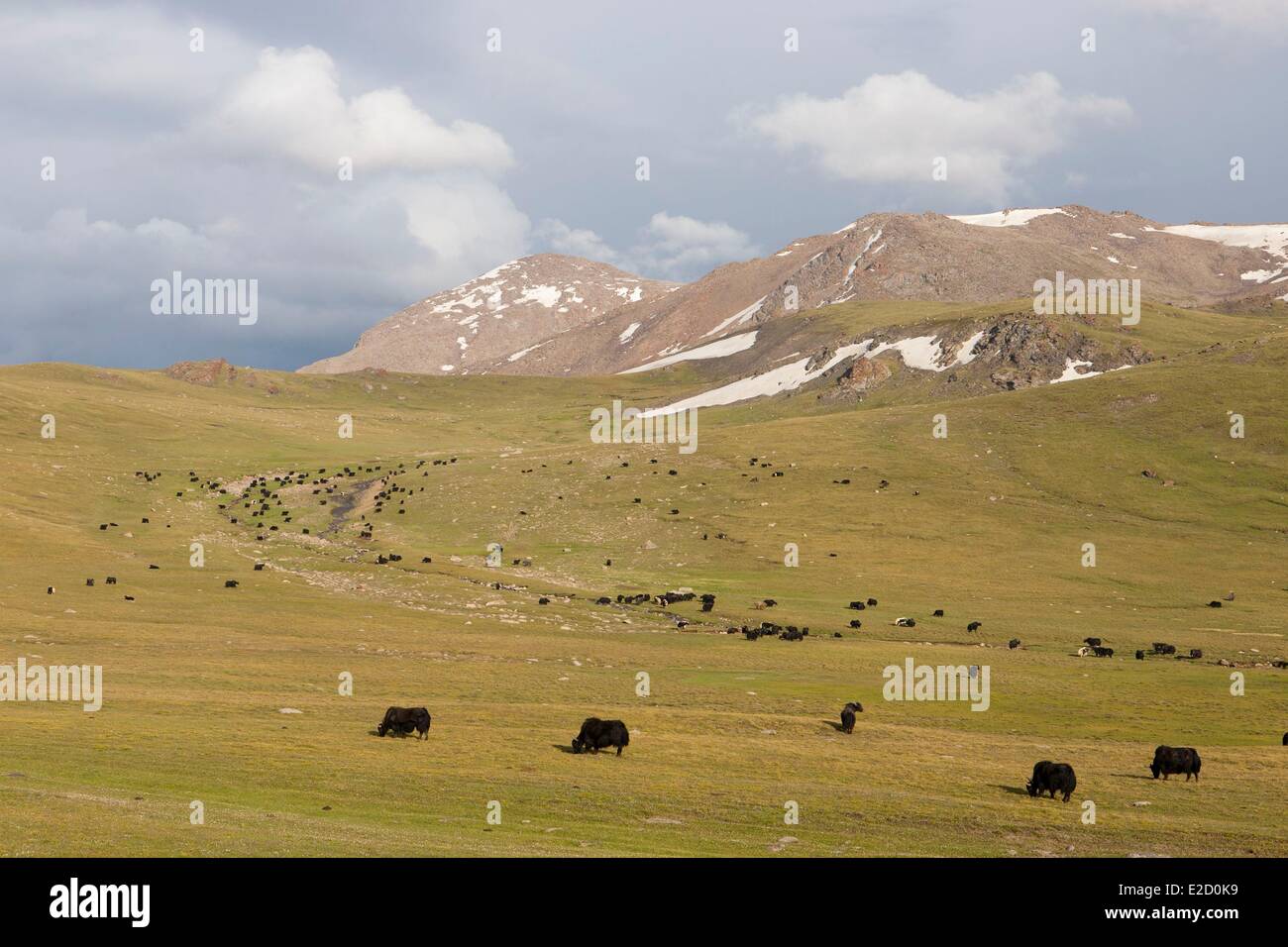 Kirgisistan Naryn Provinz Sömmerung der Yaks auf Berg Song-Kol See staatliche zoologische Reserve Weiden Stockfoto