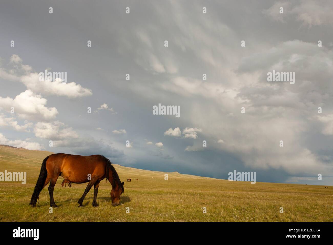 Kirgisistan Naryn Provinz Sömmerung von Pferden auf Berg Song-Kol See staatliche zoologische Reserve Weiden Stockfoto