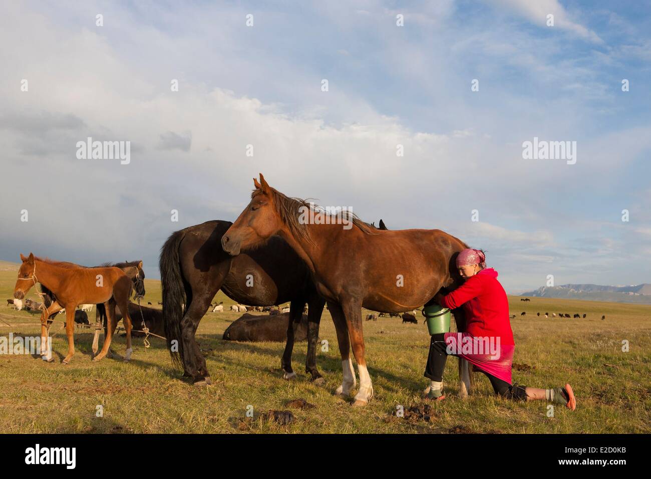 Kirgisistan Naryn Provinz Melken für Stuten auf Berg Weiden im Song-Kol See staatliche zoologische reserve Stockfoto