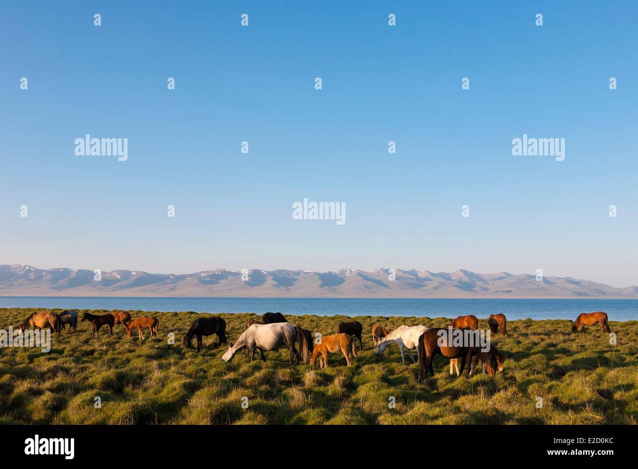 Kirgisistan Naryn Provinz Herde von Pferden auf Almen im Song-Kol See staatliche zoologische reserve Stockfoto