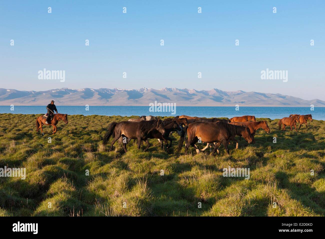 Kirgisistan Naryn Provinz Shepperd Reiten führt eine Herde von Pferden auf Almen am Song-Kol See Zustand Stockfoto