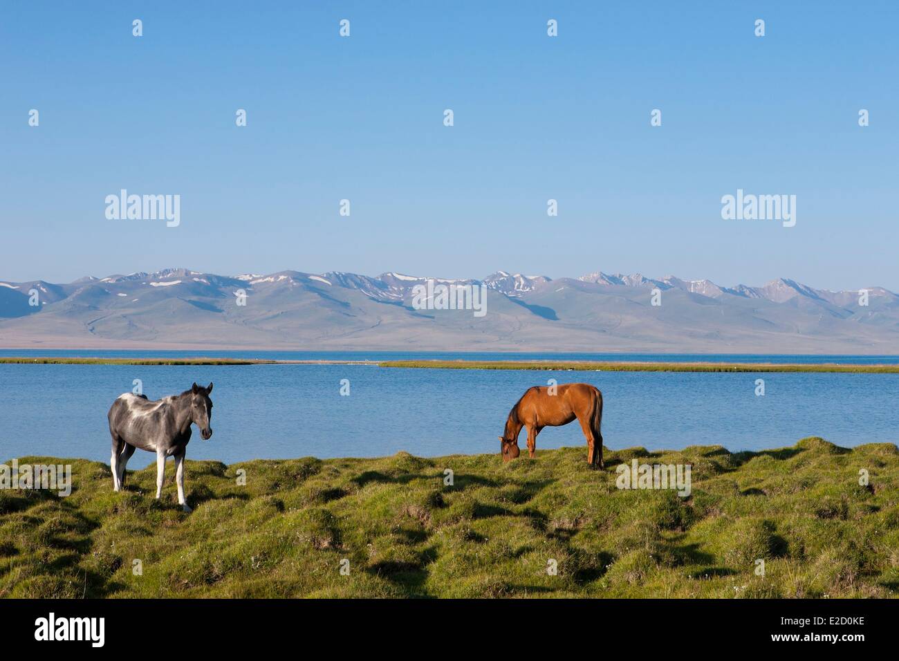 Kirgisistan Naryn Provinz Pferde auf Bergweiden im Song-Kol See staatliche zoologische reserve Stockfoto