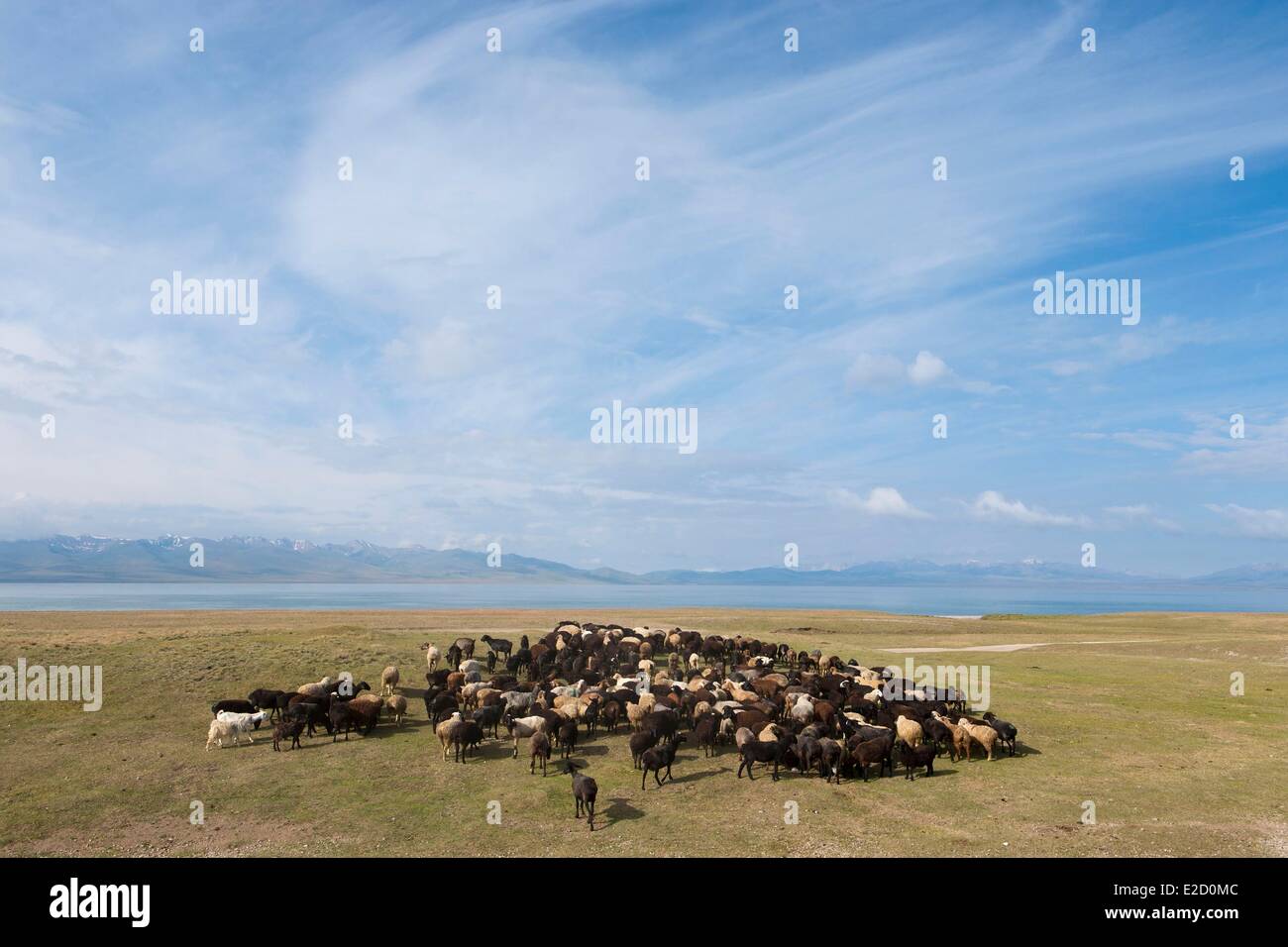 Kirgisistan Naryn Provinz Herde Schafe auf Almen im Song-Kol See staatliche zoologische reserve Stockfoto