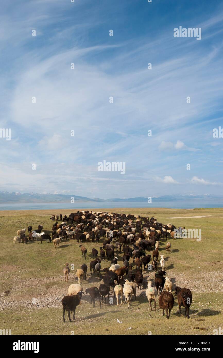 Kirgisistan Naryn Provinz Herde Schafe auf Almen im Song-Kol See staatliche zoologische reserve Stockfoto