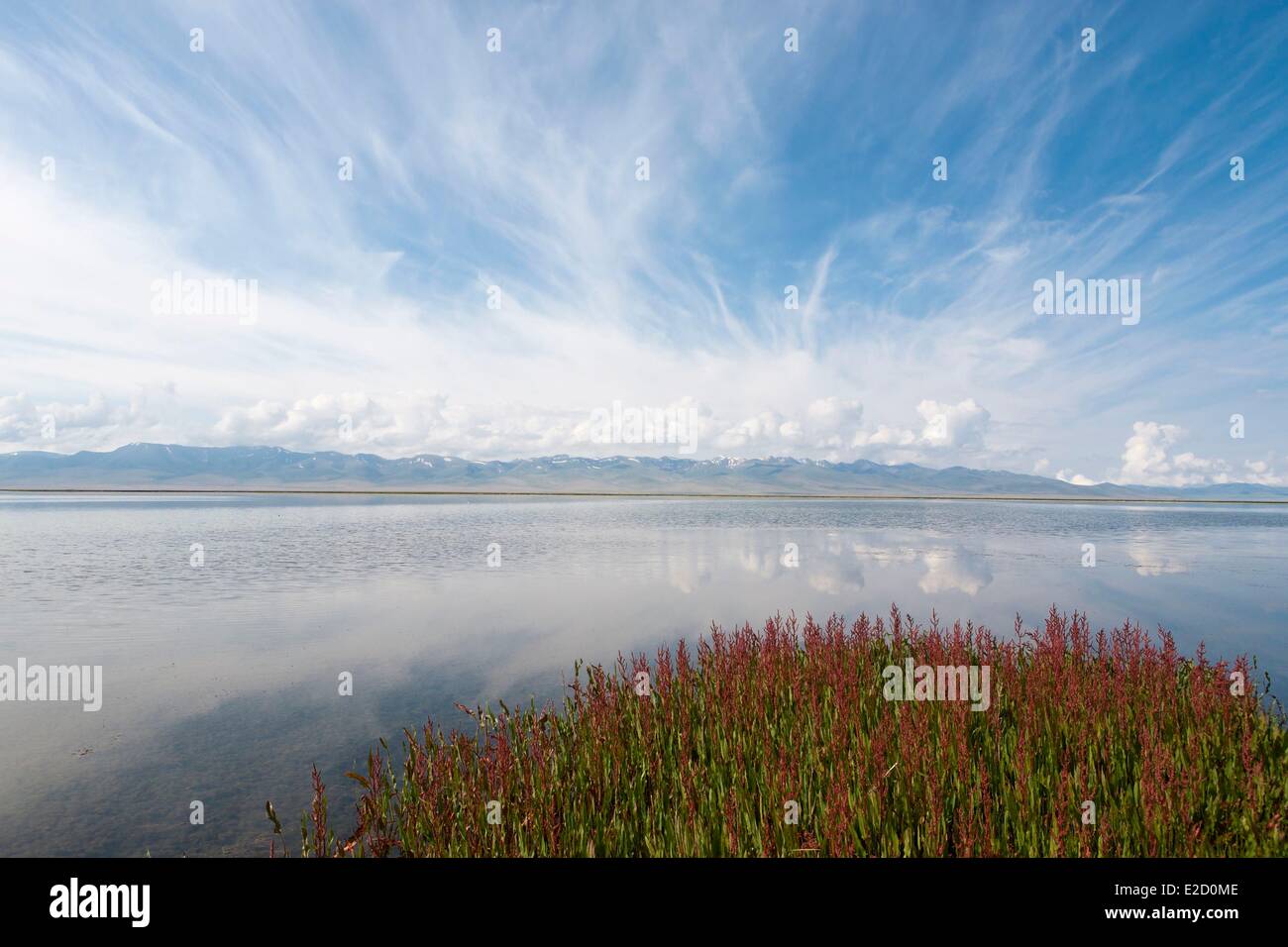 Kirgisistan Naryn Provinz Blumen am Ufer des Song-Kol See Almen im Song-Kol See staatliche zoologische reserve Stockfoto