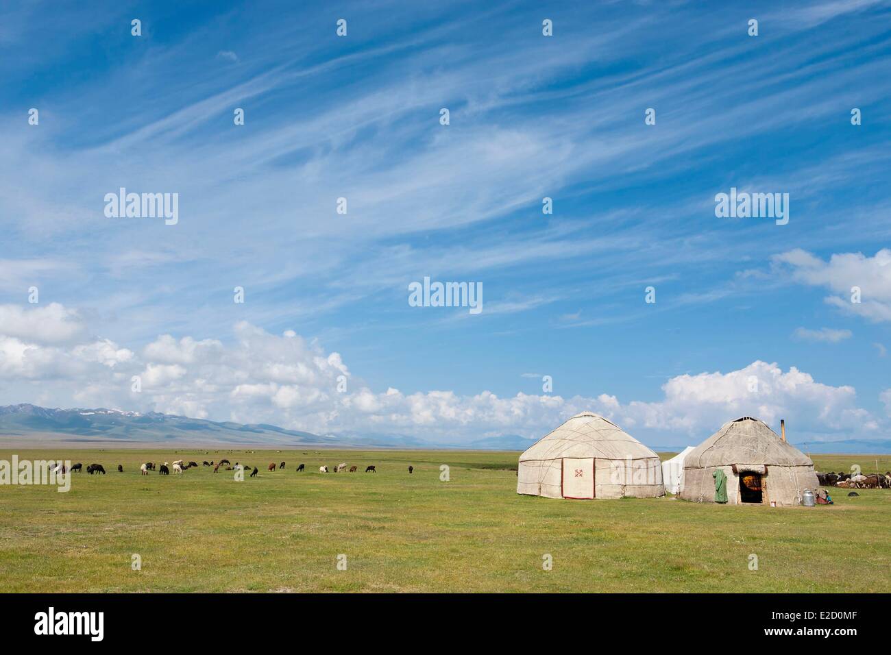 Kirgisistan Naryn Provinz Jurten und Schafe auf Almen im Song-Kol See staatliche zoologische reserve Stockfoto