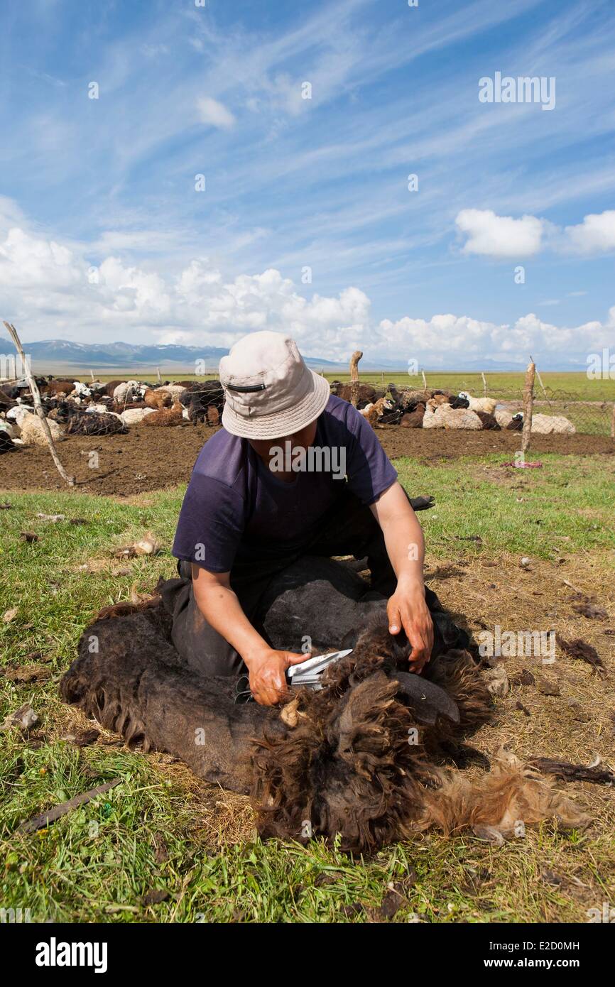 Kirgisistan Naryn Provinz Shepperd Scheren eines Schafes auf Almen im Song-Kol See staatliche zoologische reserve Stockfoto