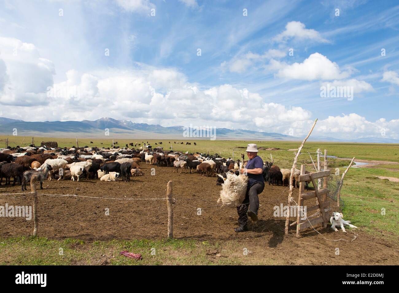 Kirgisistan Naryn Provinz Shepperd, ein Schaf aus der Stift für Scheren auf Almen am Song-Kol See Zustand Stockfoto