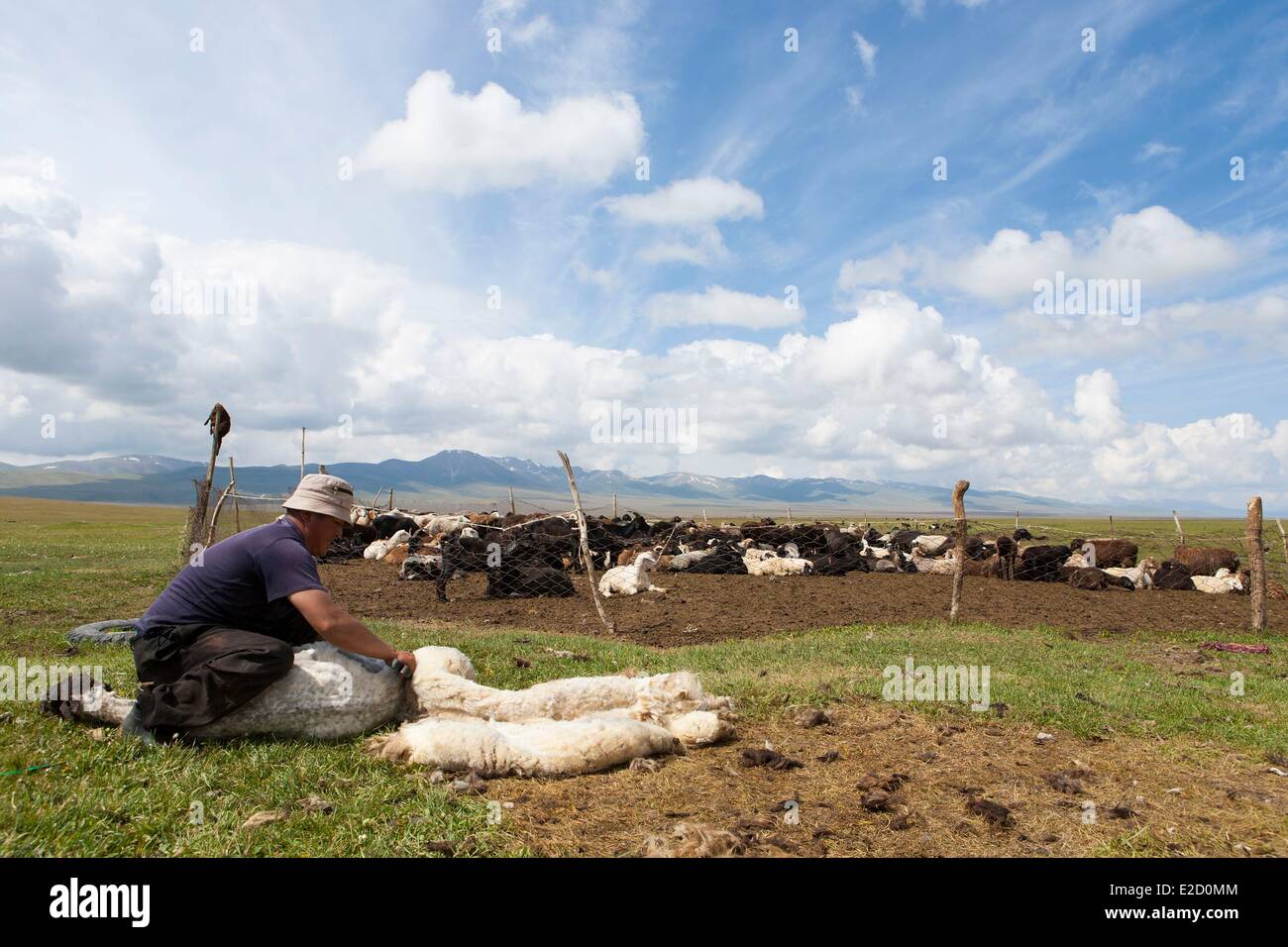 Kirgisistan Naryn Provinz Shepperd Scheren eines Schafes auf Almen im Song-Kol See staatliche zoologische reserve Stockfoto