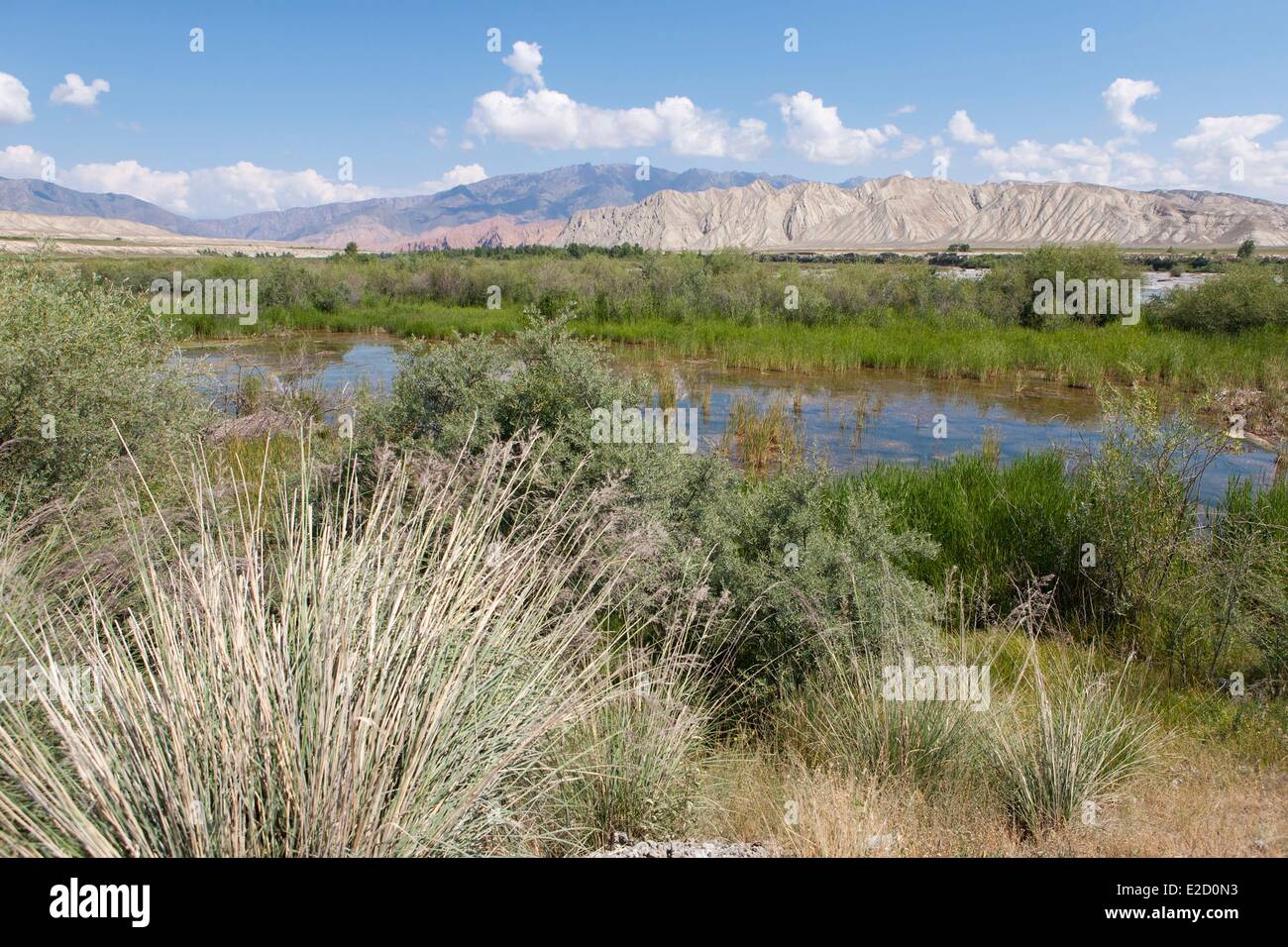Kirgisistan Naryn Provinz Naryn Vegetation an den Ufern des Flusses Naryn Stockfoto