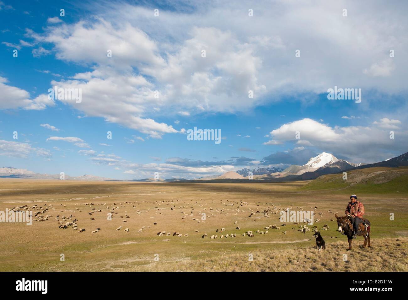Kirgisistan Naryn Provinz Arpa Tal Tian Shan Reihe Shepperd ein Auge auf eine Herde von Schafen auf Sommerweiden Stockfoto