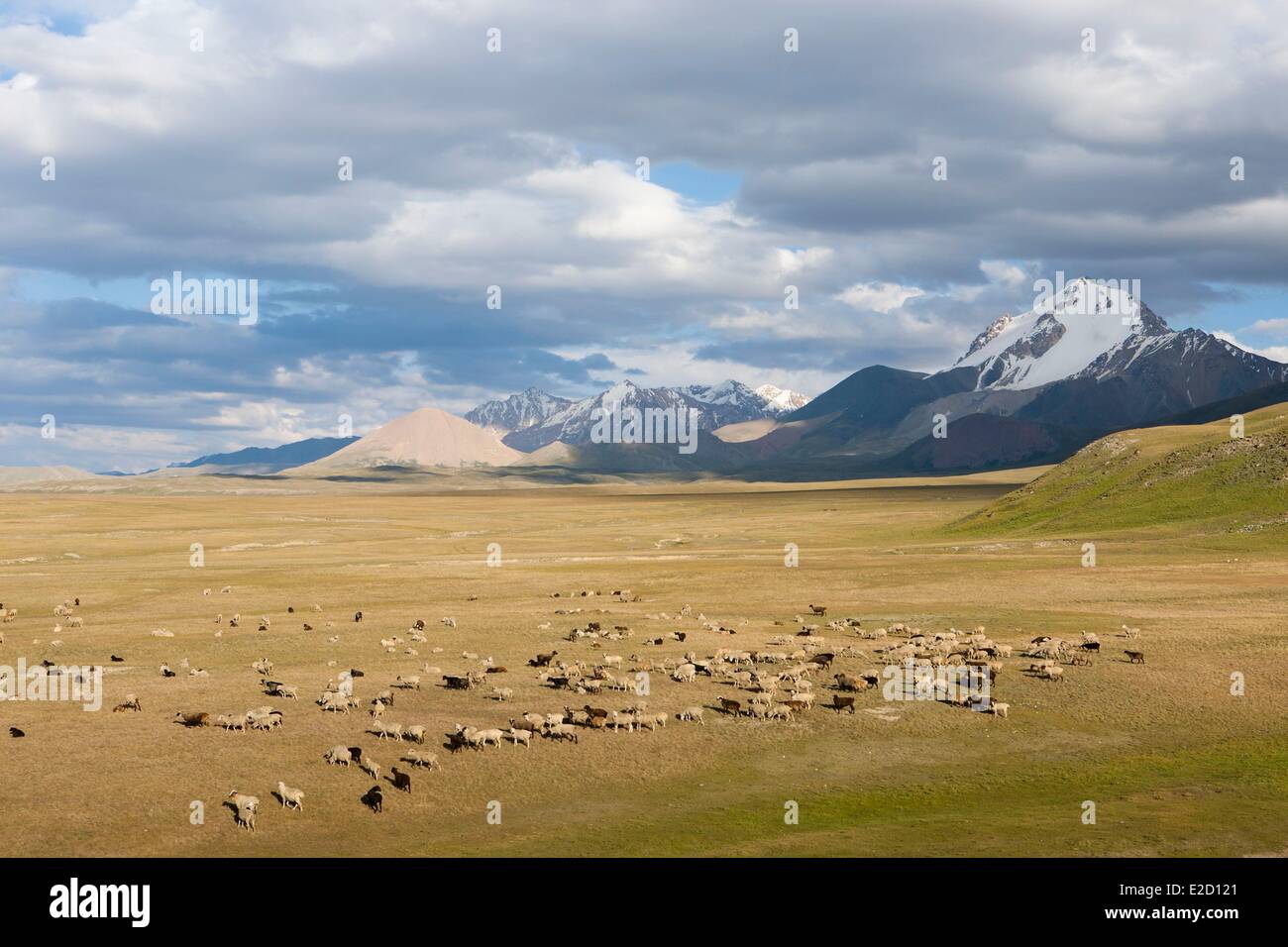 Kirgisistan Naryn Provinz Arpa Tal Tian Shan Bereich Herde von Schafen auf Sommerweiden Stockfoto