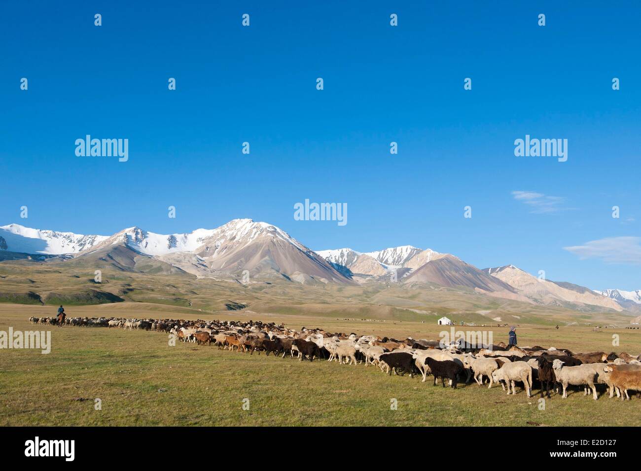 Kirgisistan Naryn Provinz Arpa Tal Shepperd führt eine Herde von Schafen auf Sommerweiden Stockfoto