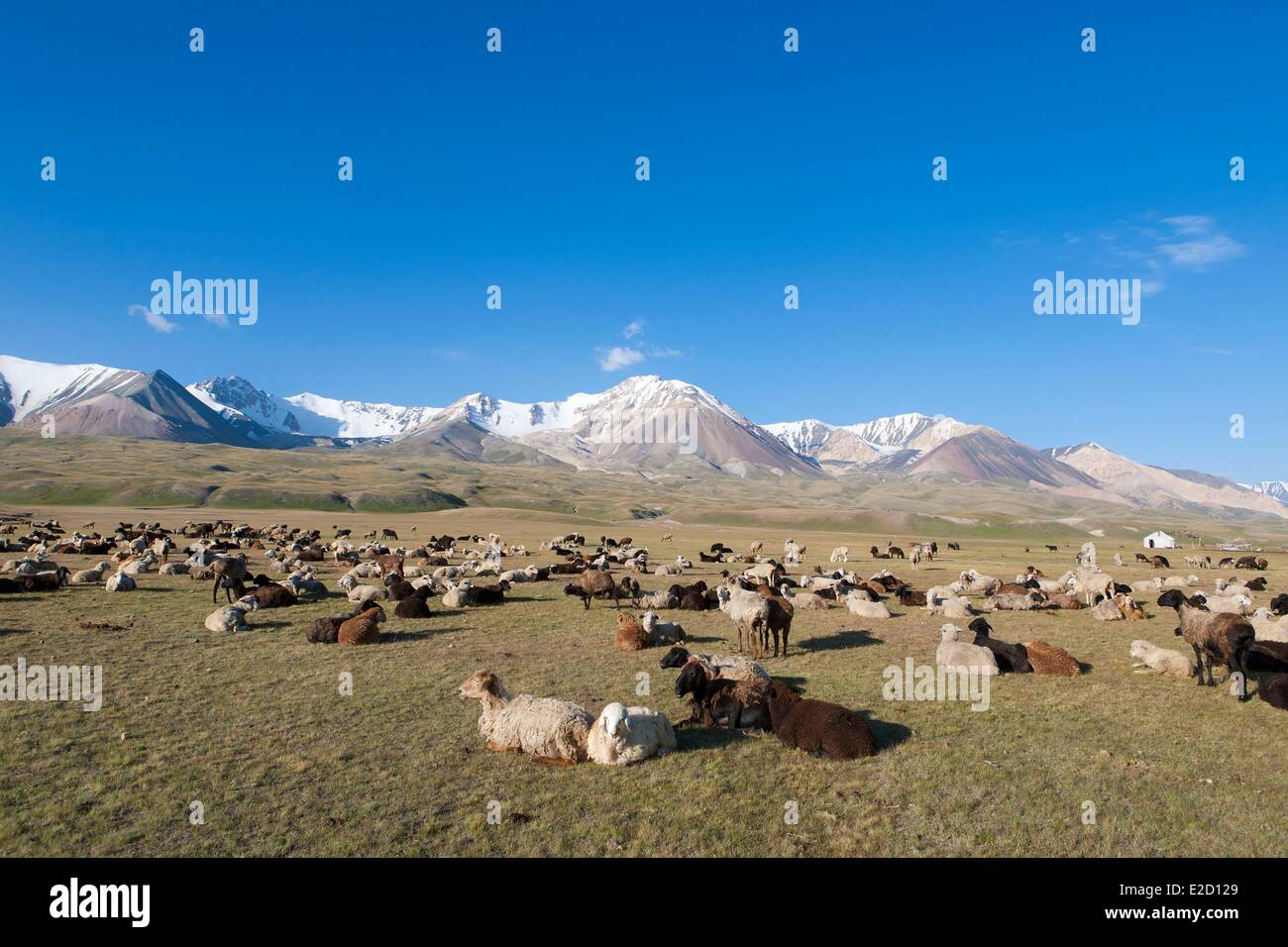 Kirgisistan Naryn Provinz Arpa Tal Tian Shan Bereich Herde von Schafen auf Sommerweiden Stockfoto